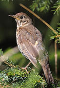 Song Thrush