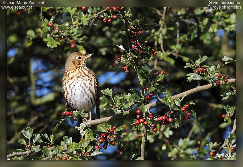 Song Thrush