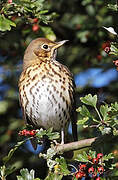 Song Thrush