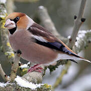 Hawfinch