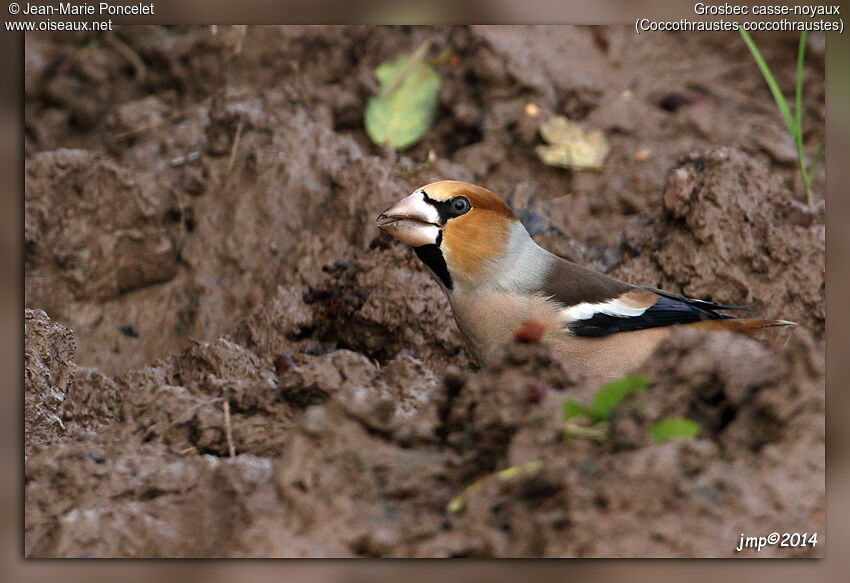 Hawfinch