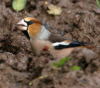 Hawfinch