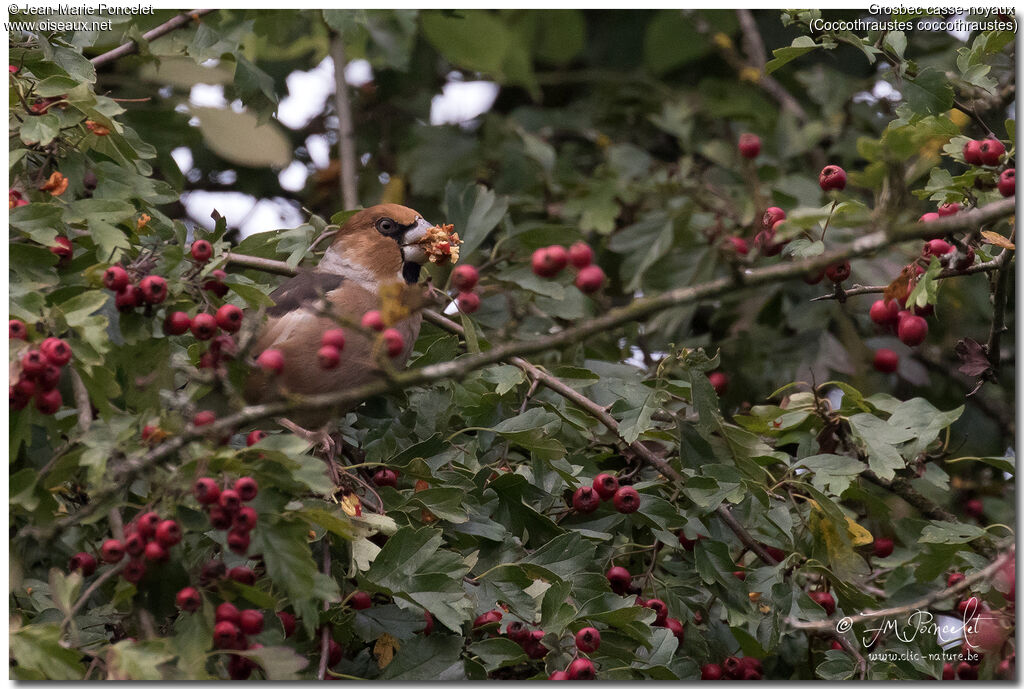 Hawfinch