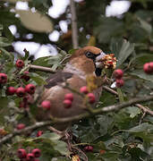 Hawfinch