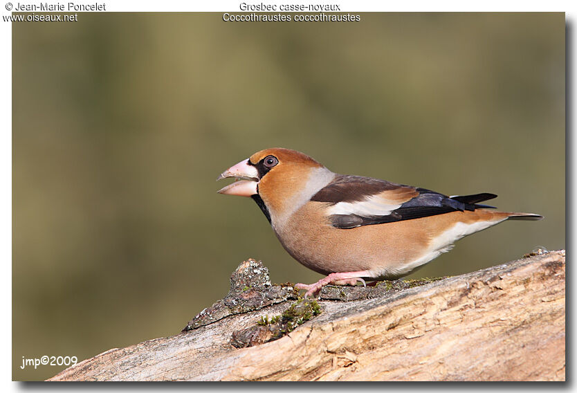 Hawfinch