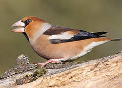 Hawfinch