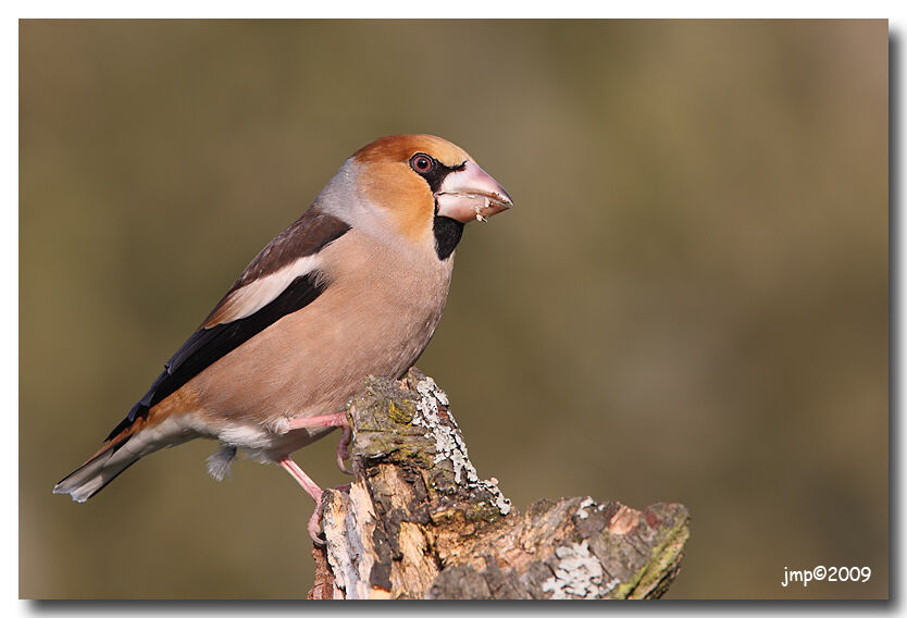 Hawfinch