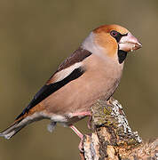 Hawfinch