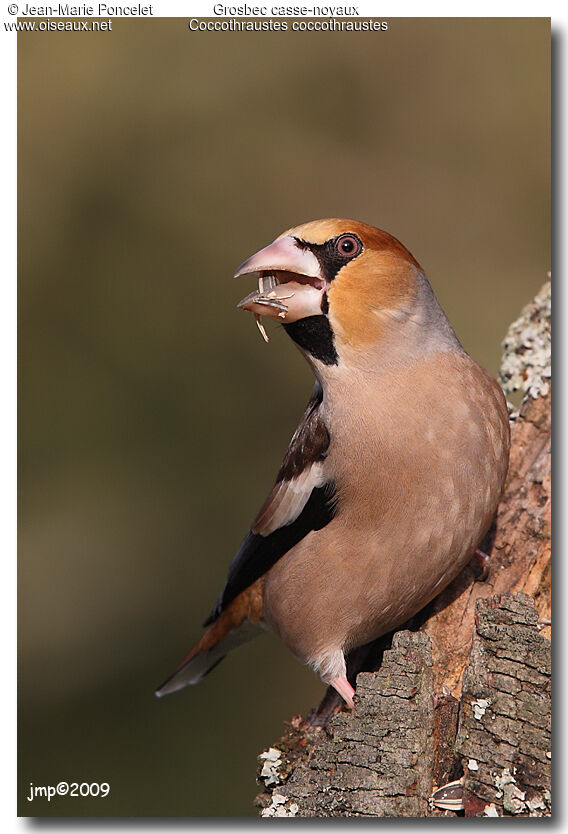 Hawfinch