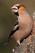 Hawfinch