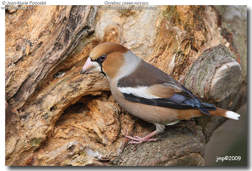 Hawfinch