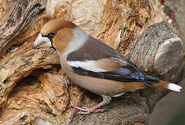 Hawfinch