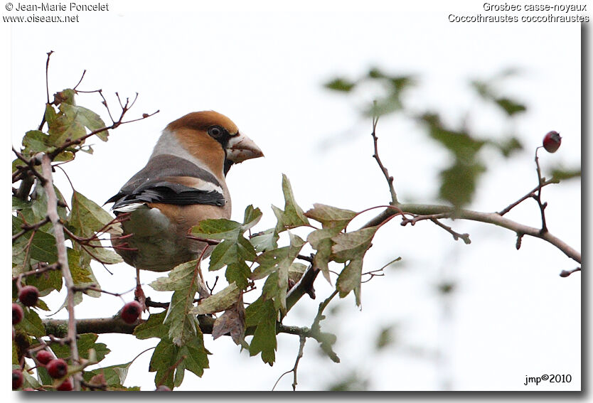 Hawfinch