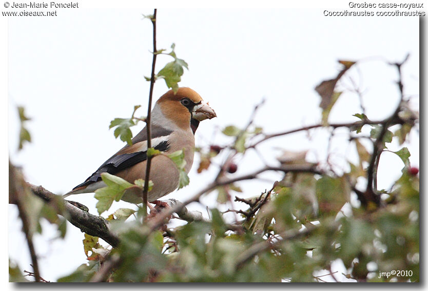 Hawfinch