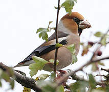 Hawfinch