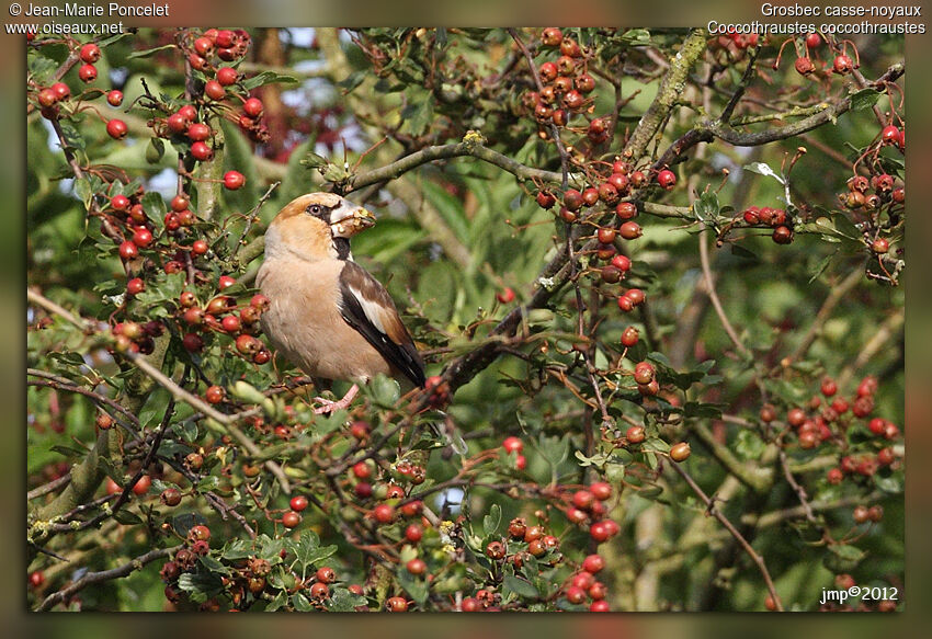 Hawfinch