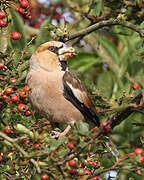 Hawfinch