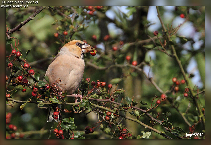 Hawfinch