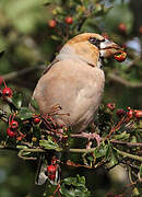 Hawfinch