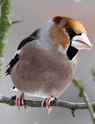 Hawfinch