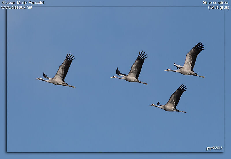 Common Crane