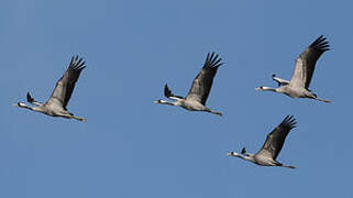 Common Crane