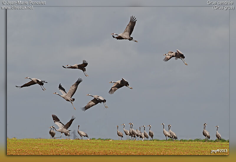 Common Crane