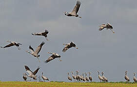 Common Crane