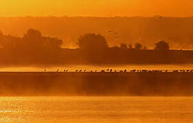 Common Crane