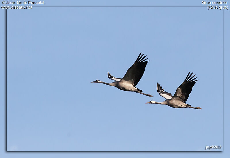 Common Crane