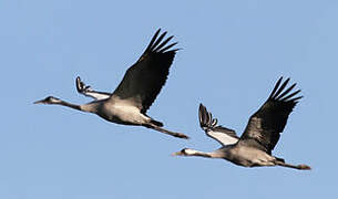 Common Crane