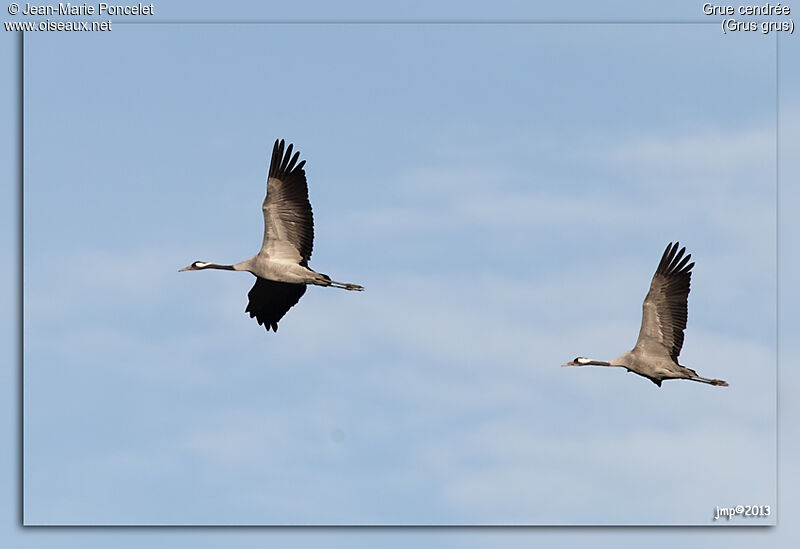 Common Crane