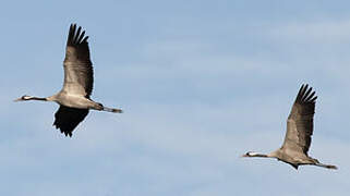 Common Crane