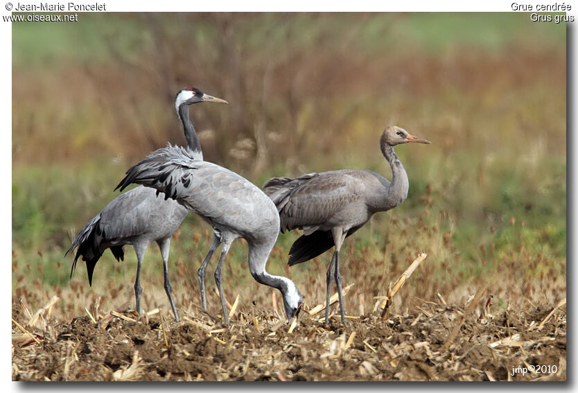 Common Crane