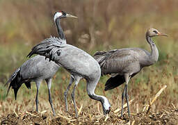 Common Crane