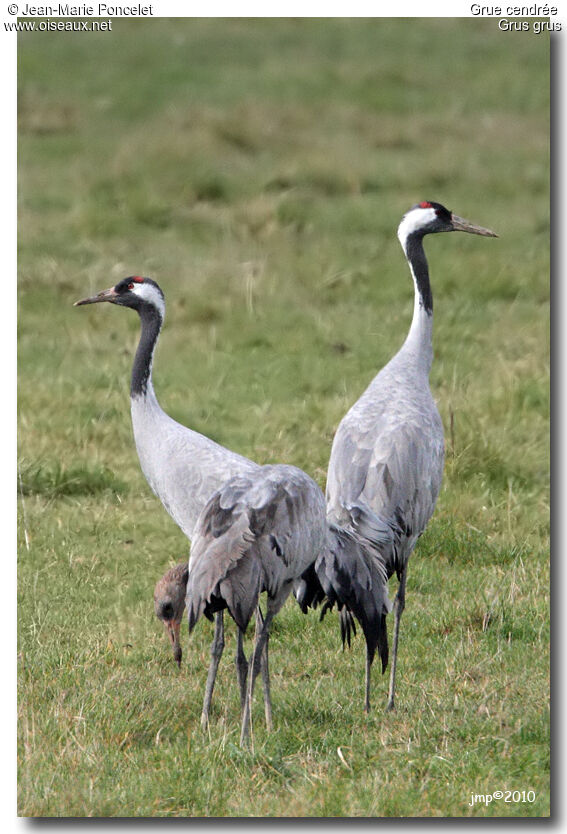 Common Crane