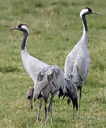 Common Crane