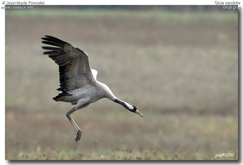 Common Crane