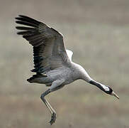 Common Crane