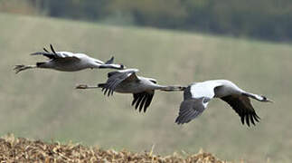 Common Crane