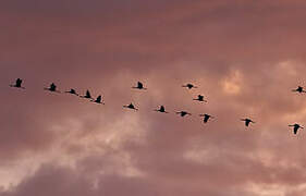 Common Crane