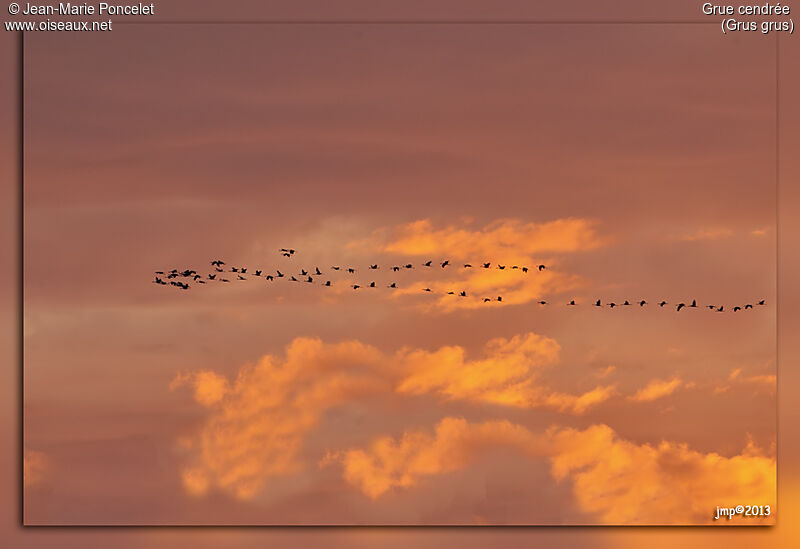 Common Crane