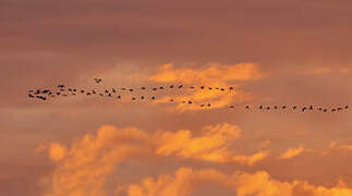 Common Crane