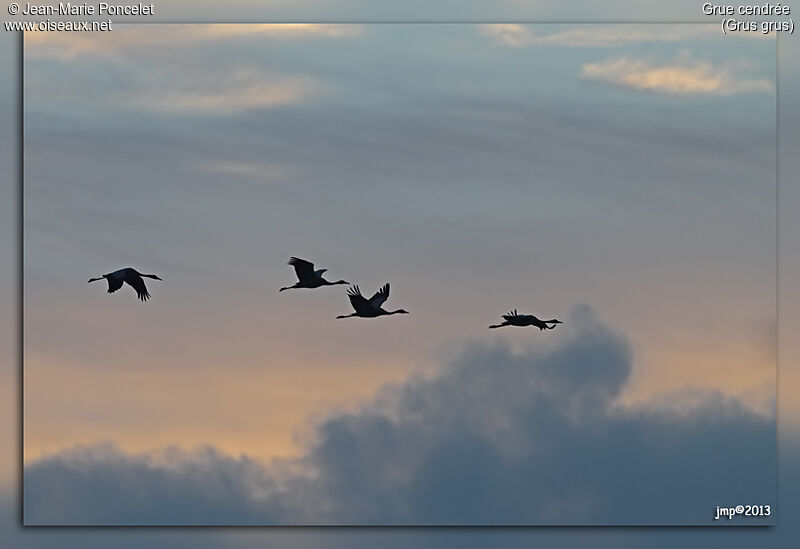 Common Crane