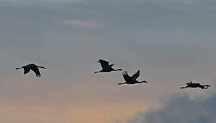 Common Crane