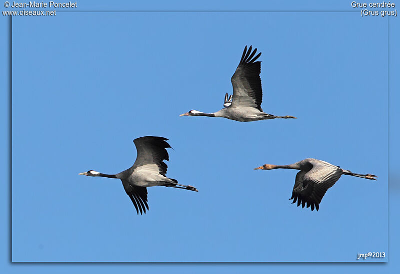 Common Crane