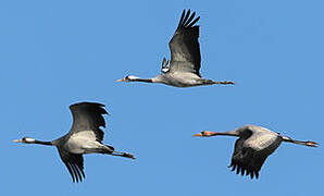 Common Crane