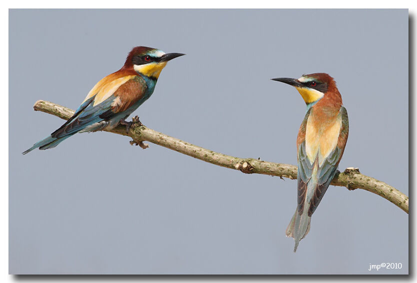 European Bee-eater