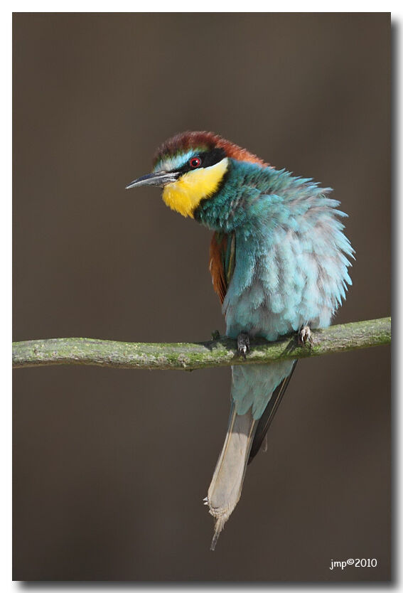 European Bee-eater