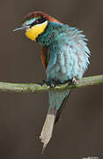 European Bee-eater